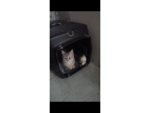 British shorthair 6 aylık