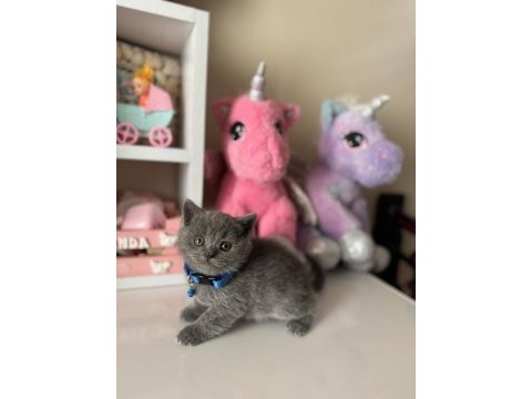 Safkan british shorthair dişi erkek yavrular