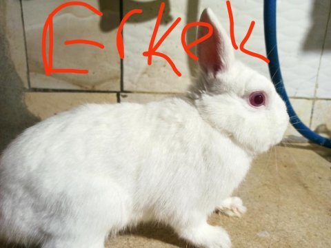 Renk cücesi tavşan