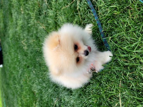 Pomeranian boo 4 aylık