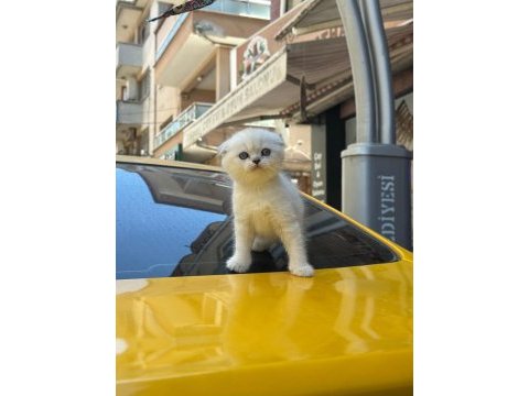 Orjinal british longhair tuvalet eğitimli