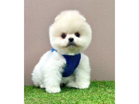 Safkan pomeranian boo bebekler
