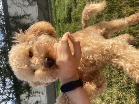 Oyun meraklısı köpeğimizle ilgilenen bahçeli evi ola