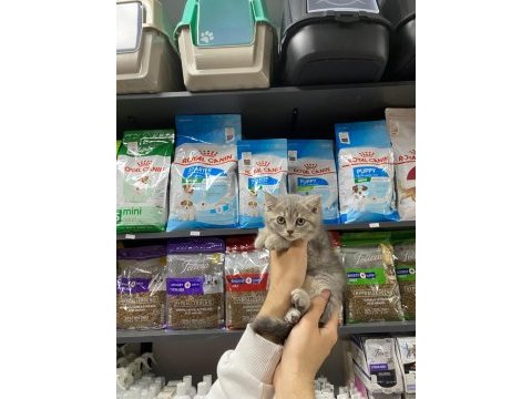 Dişi ve erkek silver tabby bebek british shorthair