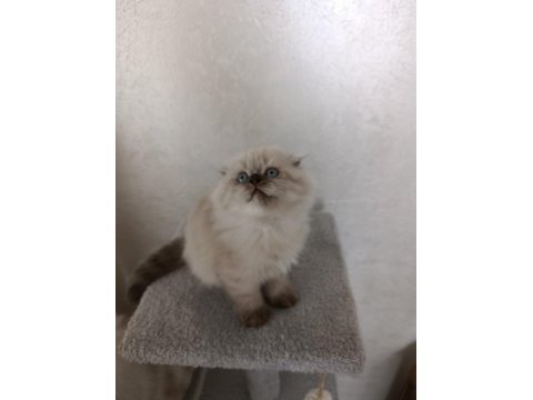 2 aylık kuru mamaya geçmiş scottish fold