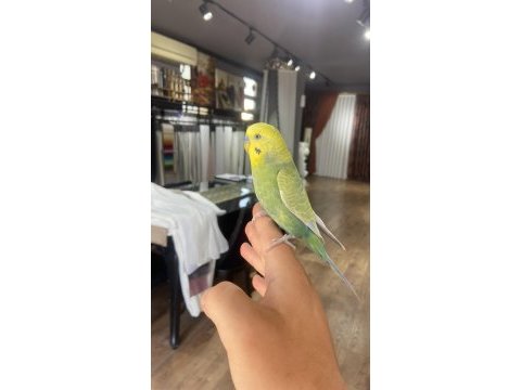 Konuşan full evcil muhabbet kuşu