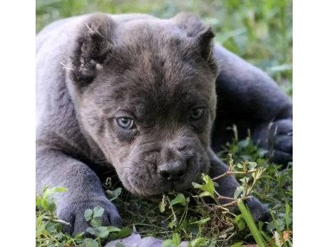 A++ kalite cane corso köpekleri