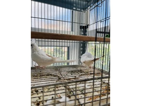Albino sultan papağanı takımı