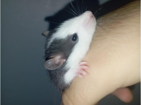 Ele alışık rat yavrular