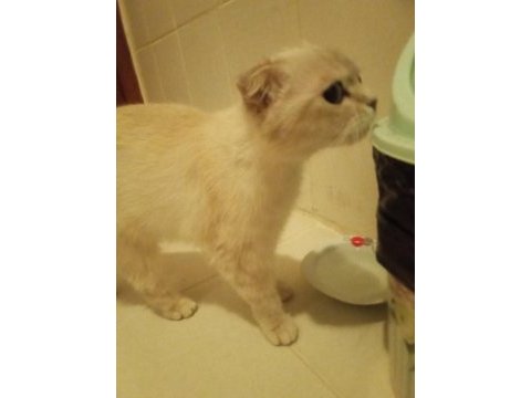 British shorthair beyaz dişi