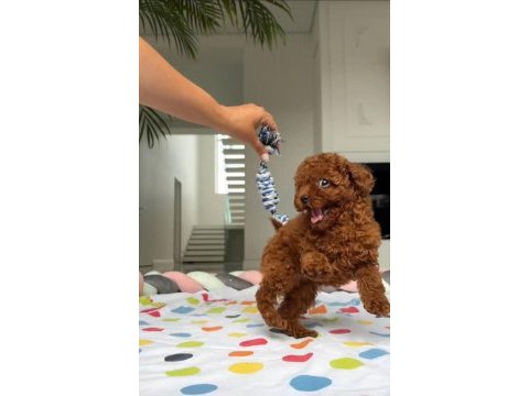 Minik red poodle bebek