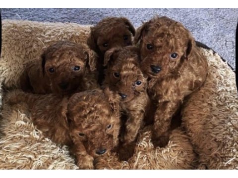 Toy poodle köpekleri