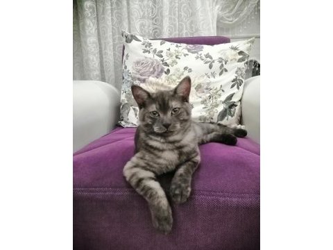 5 aylık british shorthair