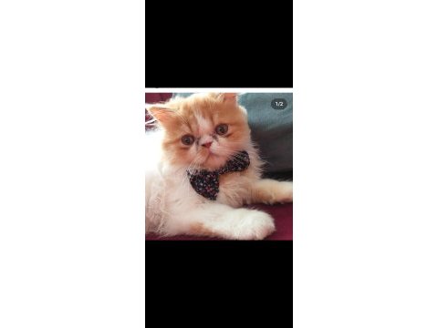 1 yaşında tatlış exotic shorthair