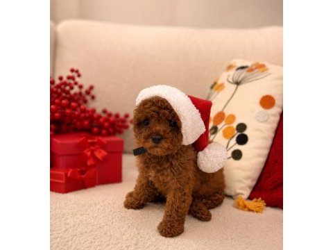 Ev üretimi full garantili toy poodle