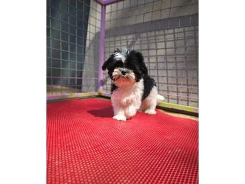 Shih tzu yavrularımızı kaçırmayın