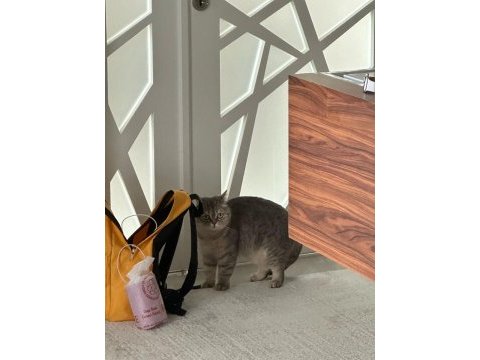 British shorthair ankara ve çevresi ücretsiz sahiplendirme