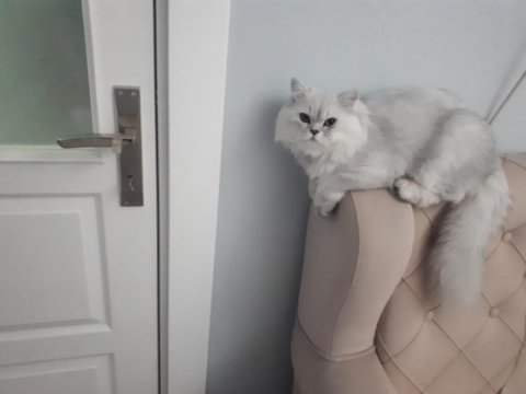 Chinchilla kedim kızgınlıkta dişi eş arıyorum