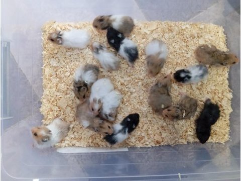 Yavru hamsterlar