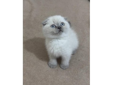 Scottish fold topaç kafa