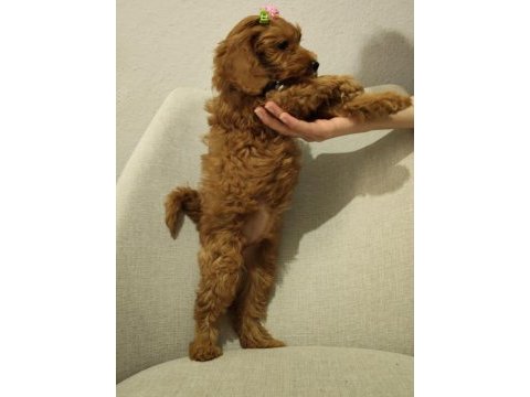 Üst kalite maltipoo yavrum uygun verilecek
