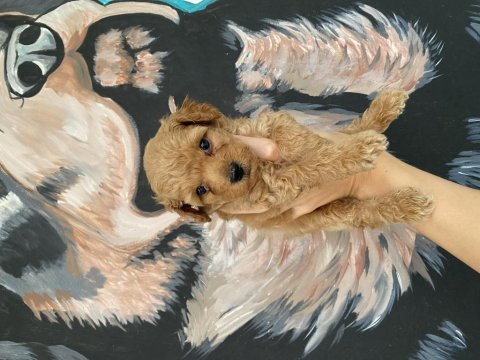 Toy poodle köpeği