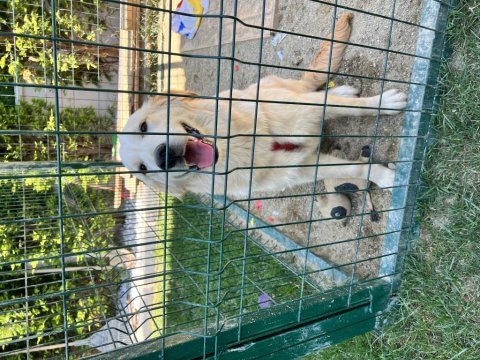 Yavru golden retriever