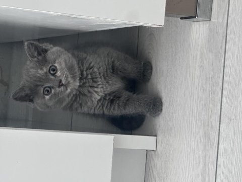 2 aylık british shorthair yavrular yeni yuvalarına hazır
