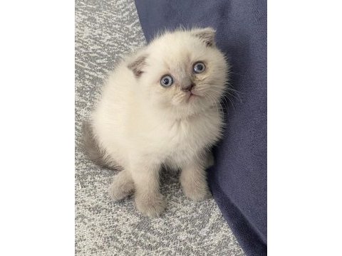 Güzeller güzeli scottish fold yavrularımız