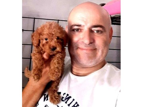 Toy poodle yavrularımız yeni yuvalarına gitmeye hazır