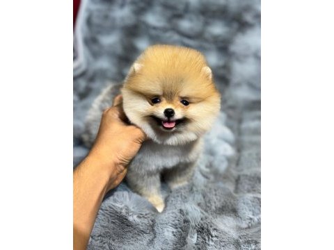 A kalite ırk sağlık garantili pomeranian boo yavrular