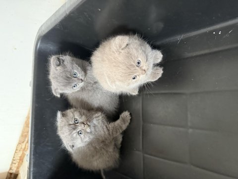 Mükemmel huylu scottish fold yavrular