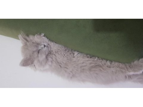 Uzun saçlı british longhair