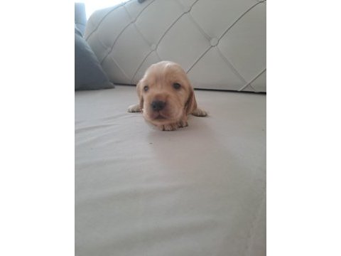 Minik cocker yavrularımız