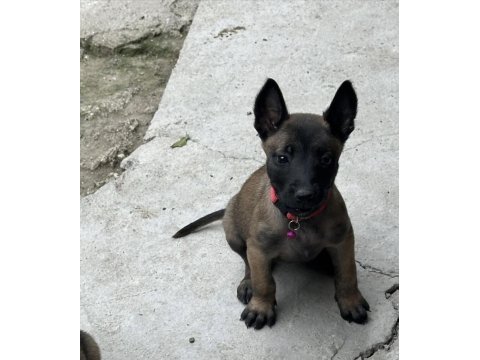 A kalite belçika malinois yavrular