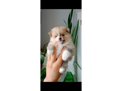 Pomeranian boo köpeğimiz