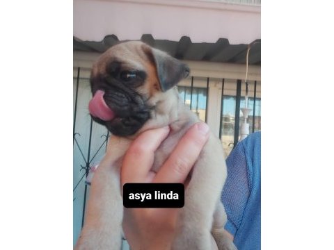 Pug mops bebekler