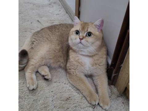 Güzel 1 kedidir bsh ny11 golden