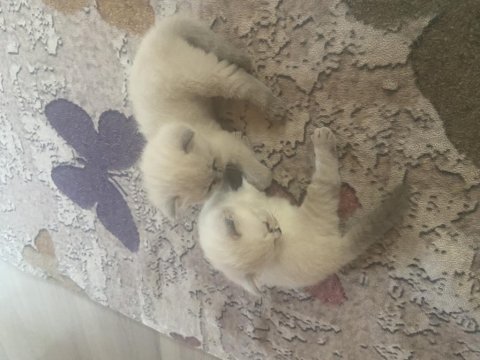 Blue point british shorthair yavrum