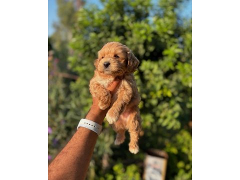 Maltipoo yavrular teacup bebekleri