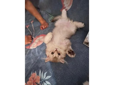 Erkek british longhair yavrumuz