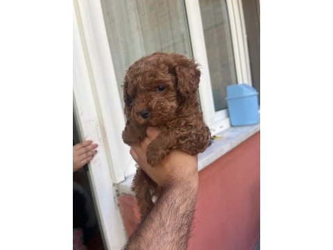 4 aylik erkek poodle