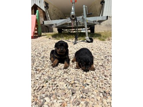 Üst segment dişi erkek rottweiler bebekler