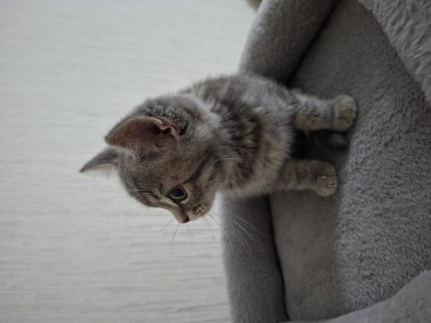 British shorthair erkek sahiplendirme