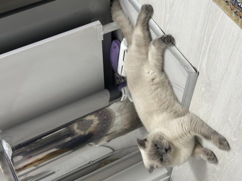 Erkek british shorthair kedimize dişi adayı arıyoruz