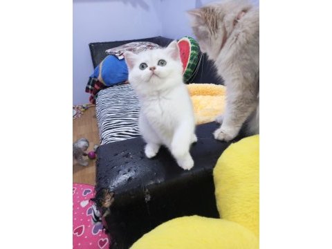 Safkan silver chinchilla rengi yavrular catteryden