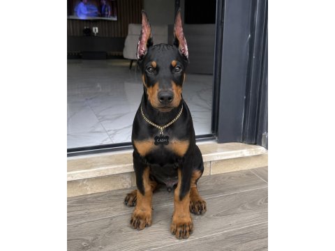 Kalite duruşlu aşıları tam estetikli doberman yavrular