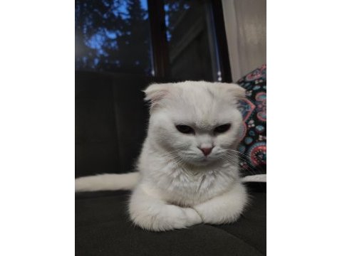 10 aylık dişi scottish fold
