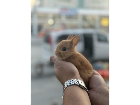 Cüce bebekler hazır bilgi için arayın