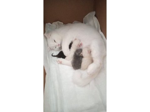 İki aylık dişi british shorthair